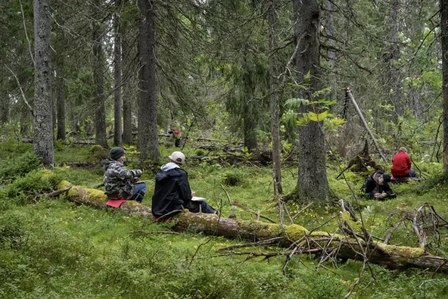 Children in an evergreen forest. Two children sit on a decaying and mossy tree trunk in the foreground. There are blueberry cones on the forest floor.