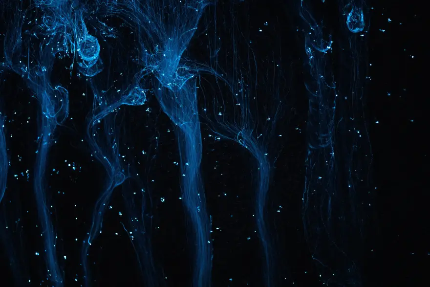 Blue glowing algae on a black background, captured through a microscope.