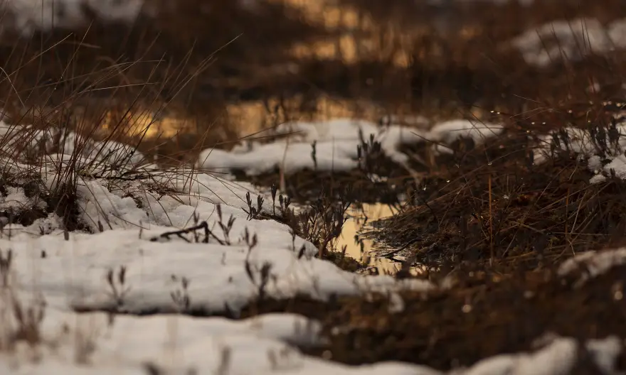 Close-up of wetland plants in shades of red, brown, and orange.